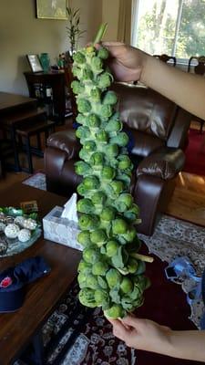 Brussel Sprouts for $3.50.