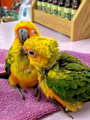 SunConures @ExoticBirdHouseMiami