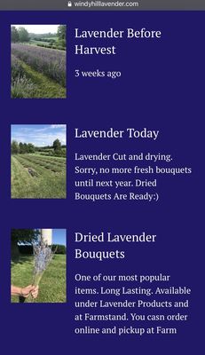 Windy Hill Lavender Farm -- check their website for updates on lavender harvesting