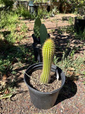 A Trichocereus Hybrid