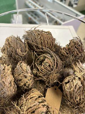 Rose of Jericho