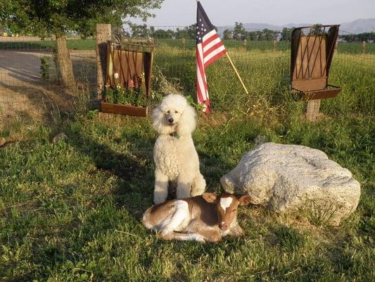 Happy Trails Farm