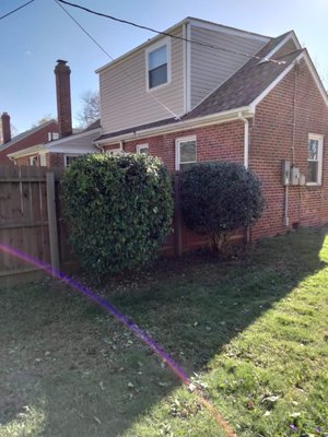 Trimming of Shrubs.