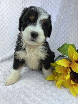 Mini bernedoodle love