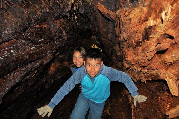 The redwood forest can sometimes feel more like the redwood playground!