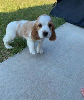 Healthy Male and Female Cocker Spaniel puppies For Sale