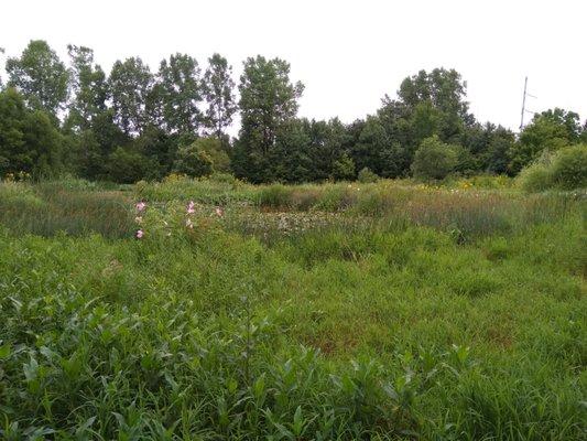 More wetland