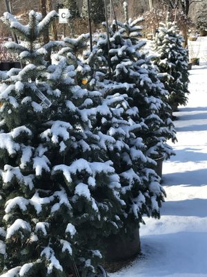 With a growing field of over 100 acres Kale's is proud to offer our "own" stock.  Large trees are a specialty of ours.