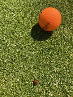 Lucky ladybug and lucky ball