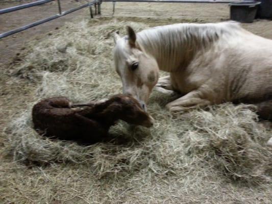 Holly and her mule foal.