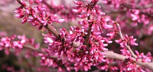 Eagle Creek Nursery & Landscape