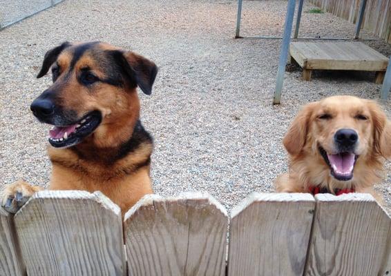 Outdoor playtime at DogServices