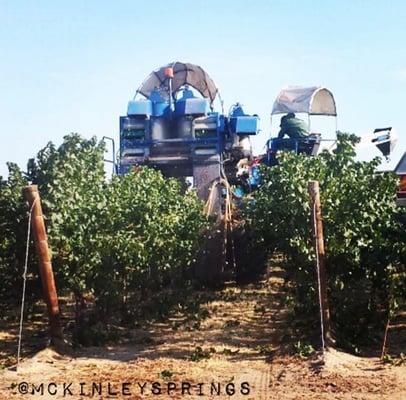 Wine Grape Harvester @McKinleySpringsVineyard