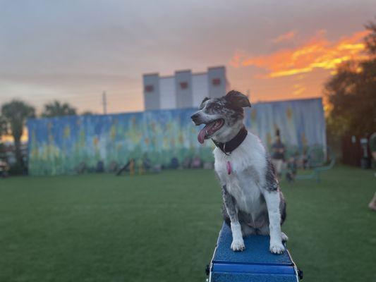 Dakota enjoying the park