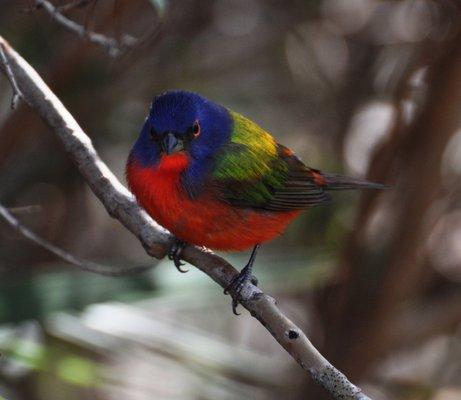 This Painted Bunting thinks you want to know more!