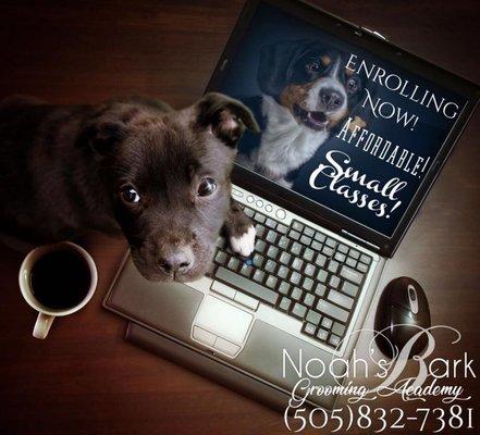 Call for information! Now enrolling! Noah's Bark Grooming Salon and Academy!

Real people, real kindness, real results!