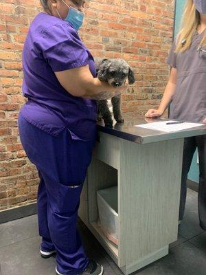 Prospect Heights Animal Hospital