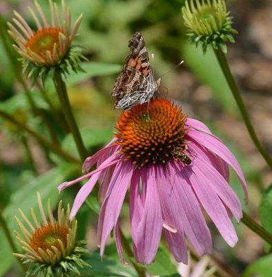 Beech Hollow Wildflower Farm