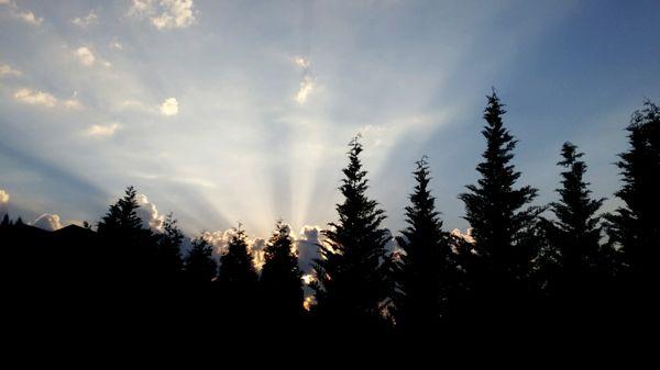 Treeline silhouette in Franklin, TN [Ava Baldwin Photography]