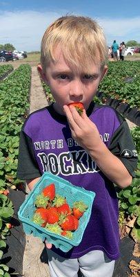 Sampling the harvest