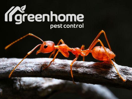 Green Home Pest Control