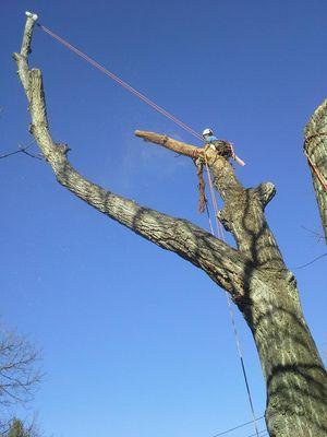 Rigging large peices from a hybrid cottonwood