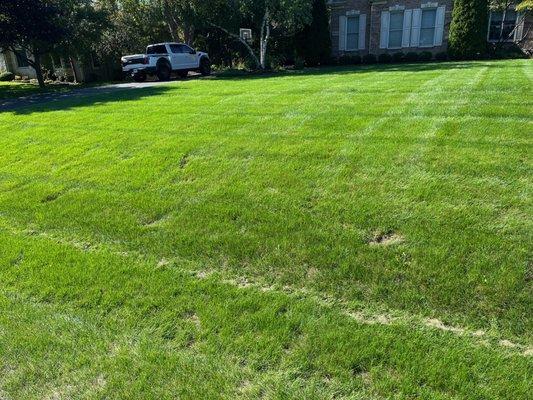 The neighbor's yard after being mowed by their yard guys.