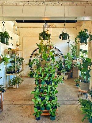 Indoor plants