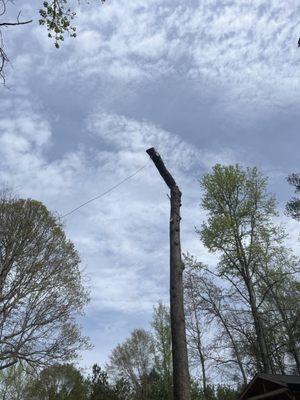 Tree removal