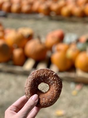 Cider donut