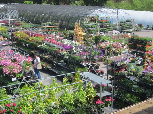 Annual bedding plants, Vegetable plants, Herbs, and Hanging baskets