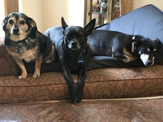 Dr Miller took of my previous dogs. Now he is  taking care of these three.  Three rescue chiweinies