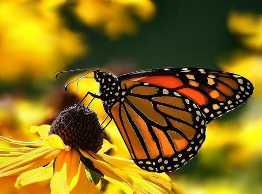 Native plants are necessary for the Monarch, and many, many other butterflies and moths.