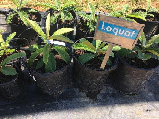 loquat