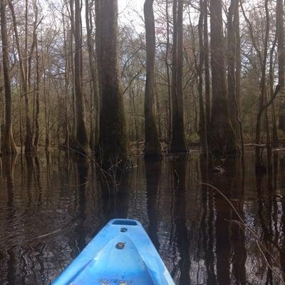 Adventure Carolina kayak in congaree national park