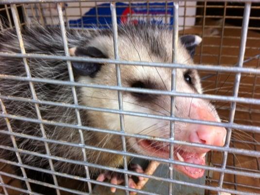 Opossum that was live trapped and relocated by one of our customers.  This guy was eating cat food off our customers back deck