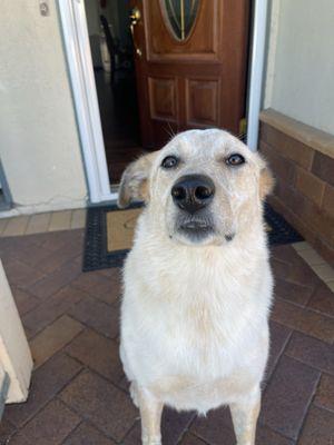 Kahlua after her very first groom