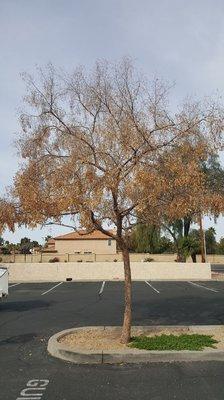 Dead chinese elm that is about to get removed and roots pulled