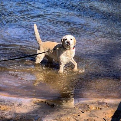 Taking a break for a swim during a fun obedience session with Yellow Lab Harper.