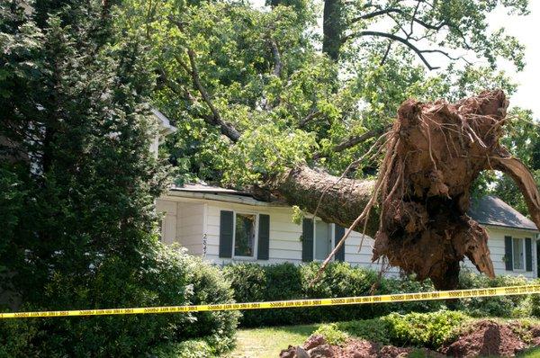 Tree removed off house Farmville va