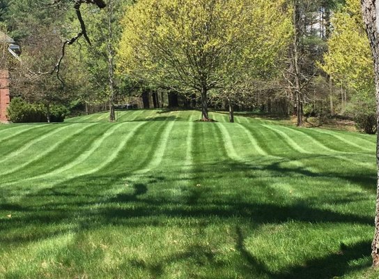 Weekly Lawn Maintenance