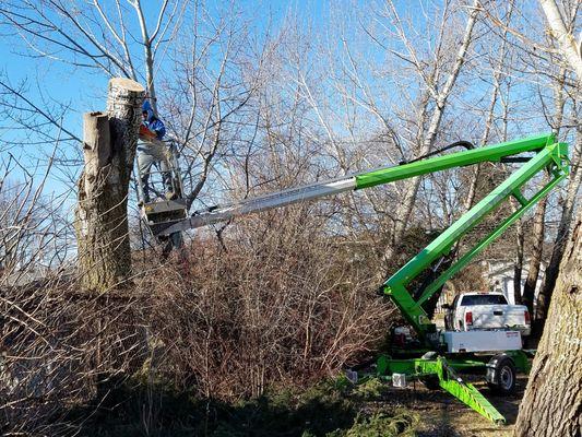 poplar tree remove almost done