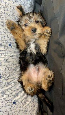 Baby Yorkie