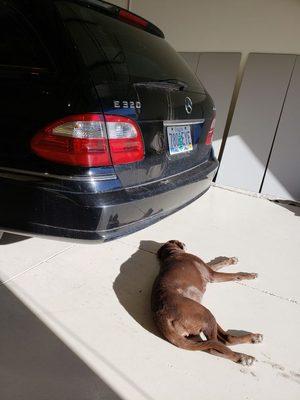 Marla the shop dog enjoying the warm weather...