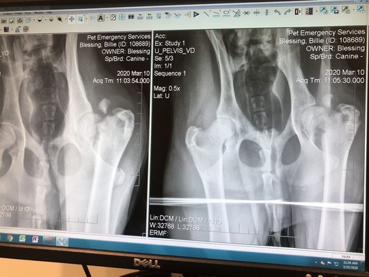 This is the X-rays taken 3 months after the initial complaint at Peaceable. Peaceable WOULD NOT do xrays- this is from PETS in lanc.