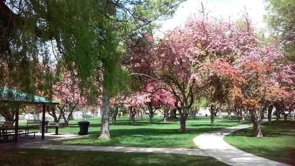 my old makeout spot in the trees