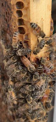 Find the queen?