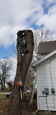 Coleman Lawn and Tree Services