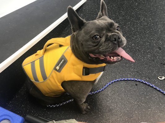 Baloo getting ready for aqua therapy after a serious back injury