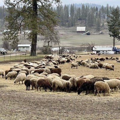 Lots of lamb/sheep materials at the ready.